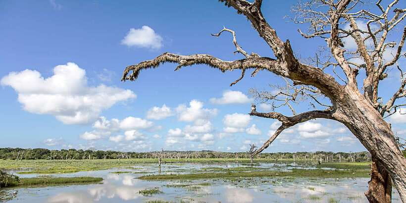 Galle/Mirissa: Yala & Udawalawe Safari Day Trip with Picnic - What the driver and guide add