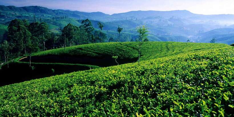 Galle/Weligama/Mirissa/Hiriketiya/Tangalle: Day Trip to Ella - Why the 5:30 AM start matters