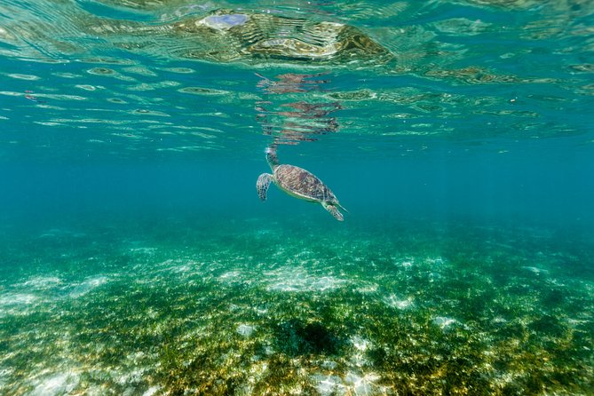 Green Island Day Trip from Cairns - Who Will Enjoy This Green Island Trip