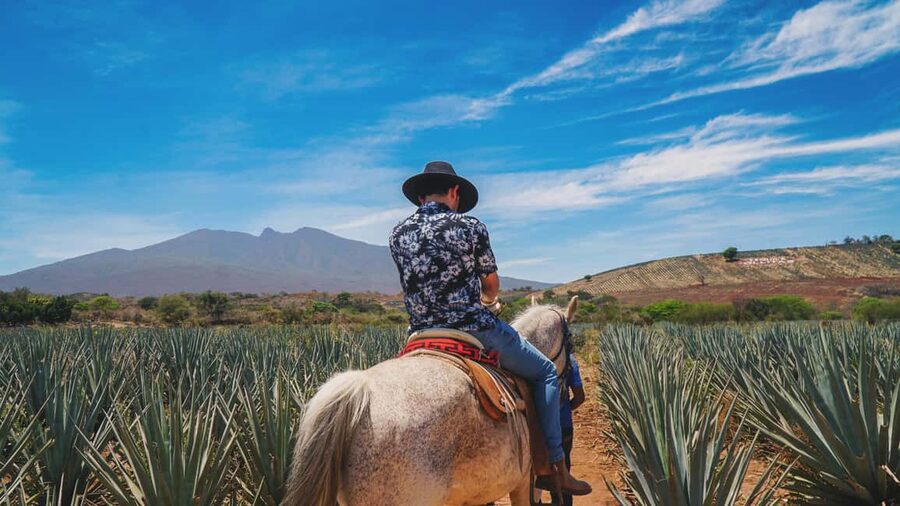 Guadalajara: Tequila Day Trip with Jose Cuervo Option - Why a Tequila day trip from Guadalajara makes sense