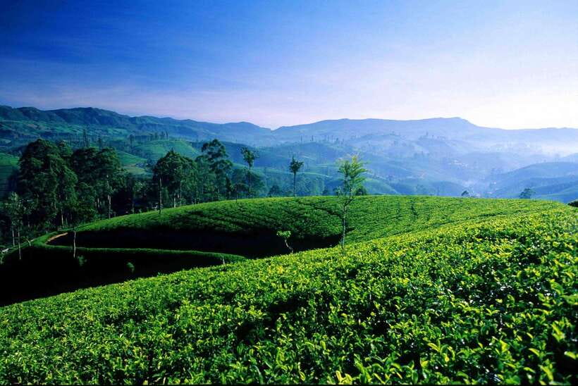 Hikkaduwa/Galle/Mirissa/Hiriketiya/Tangalle:Day Trip to ELLA - Halpewatte Tea Factory ends the day on a gentler note