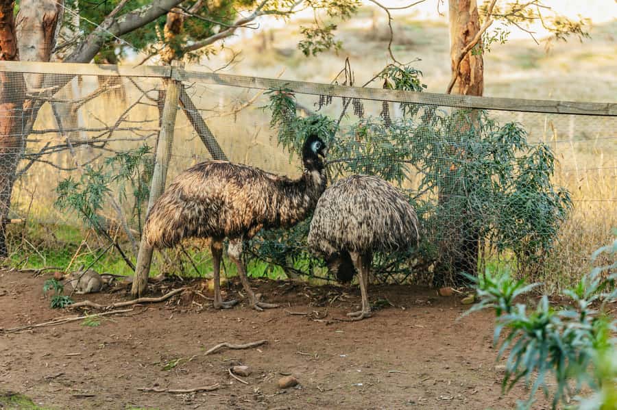 Hobart: Mt Wellington, Mt Field, Bonorong and Richmond Trip - Who should book this experience?