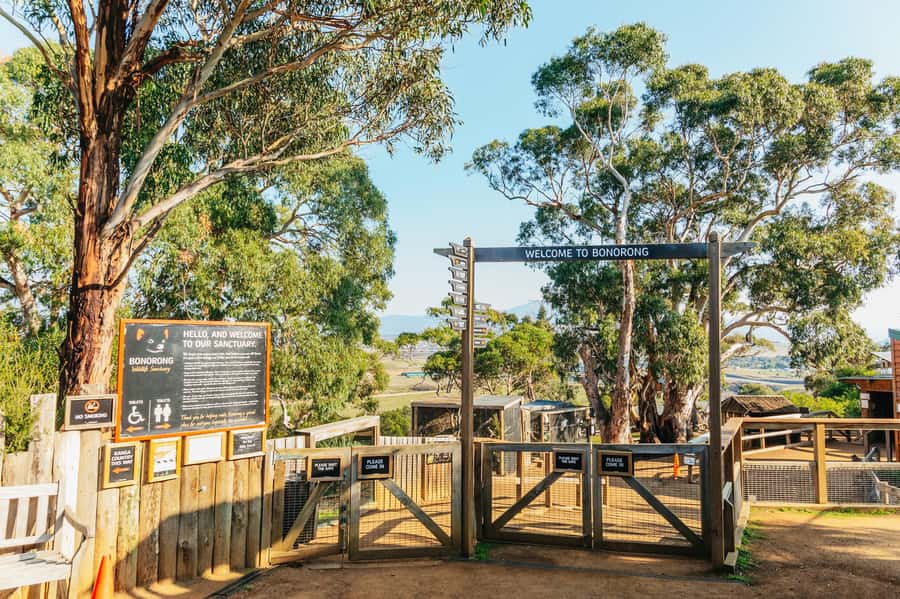 Hobart: Mt Wellington, Mt Field, Bonorong and Richmond Trip - The guide can shape the whole experience