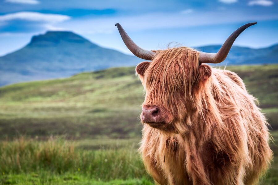 Inverness: Isle of Skye and Eilean Donan Castle Day Trip - Sligachan, the village stop, and the return route