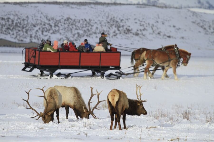 Jackson: Grand Teton and National Elk Refuge Winter Day Trip - Key points at a glance