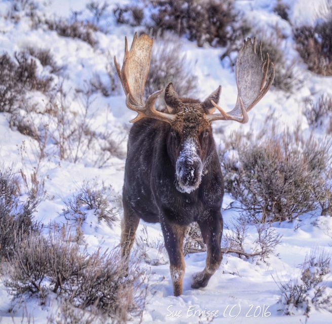 Jackson: Grand Teton and National Elk Refuge Winter Day Trip - What the guides add to the day