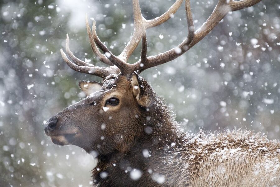 Jackson: Grand Teton and National Elk Refuge Winter Day Trip - Lunch in Jackson breaks up the cold