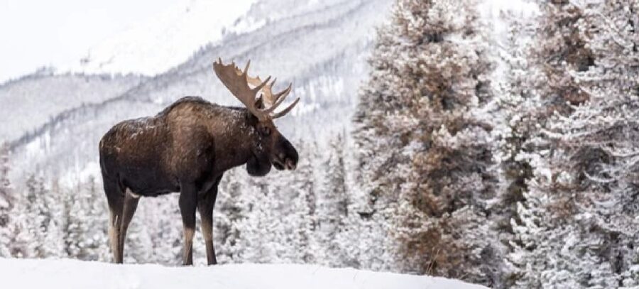 Jackson: Grand Teton and National Elk Refuge Winter Day Trip - Riding into the National Elk Refuge
