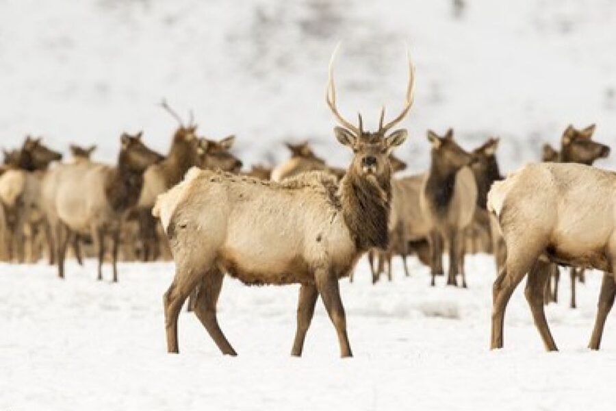 Jackson: Grand Teton and National Elk Refuge Winter Day Trip - How much wildlife can you expect?
