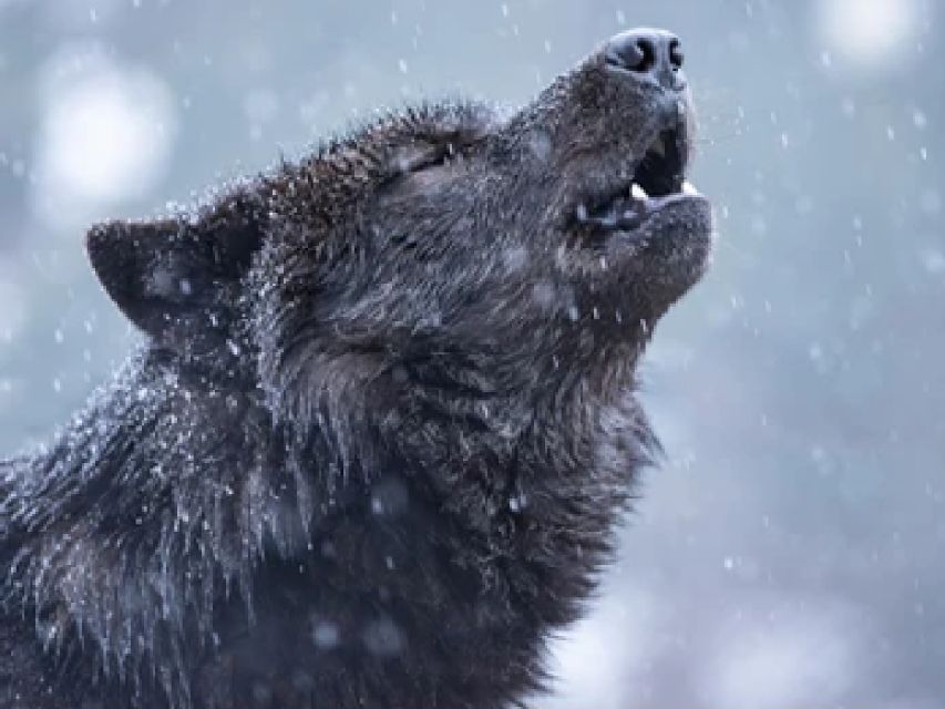 Jackson: Grand Teton and National Elk Refuge Winter Day Trip - The $219 price and what it covers