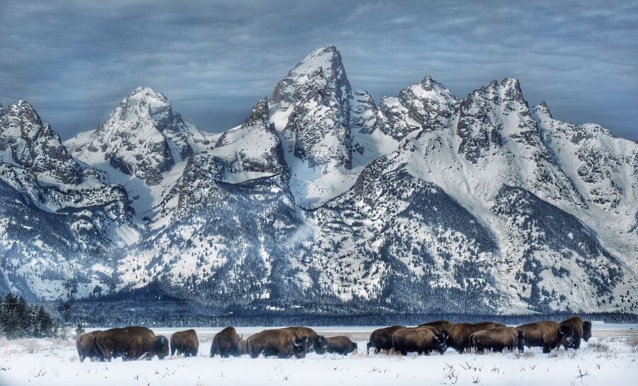 Jackson: Grand Teton and National Elk Refuge Winter Day Trip - Starting early in a heated vehicle