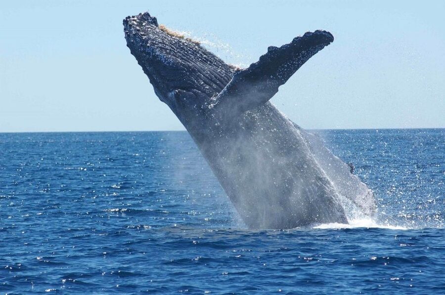 Juneau: Whale Watching and Mendenhall Glacier Day Trip - From glacier country to the harbor