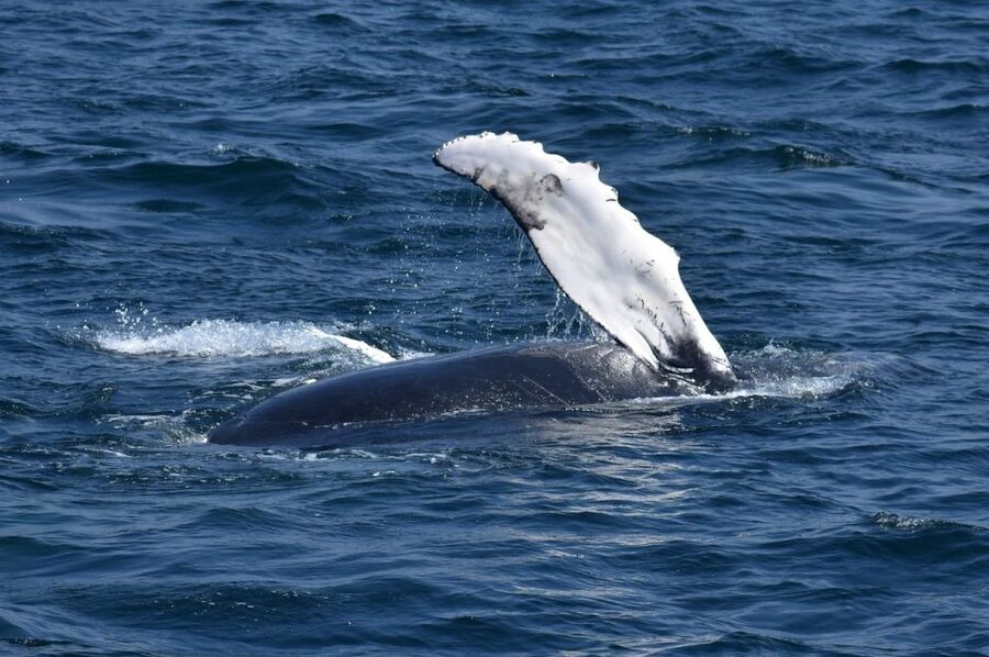 Juneau: Whale Watching and Mendenhall Glacier Day Trip - A whale boat built for changing views