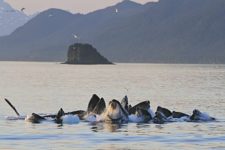 Juneau: Whale Watching and Mendenhall Glacier Day Trip - Is $229 a fair price?