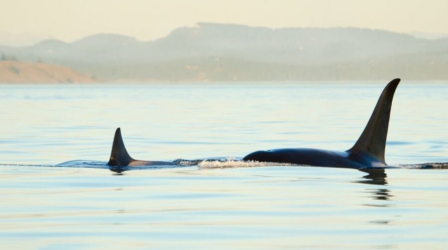Juneau: Whale Watching and Mendenhall Glacier Day Trip - Mendenhall Glacier in a fast 45-minute stop