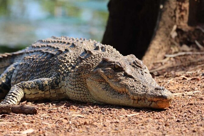 Kakadu Wildlife Escape Fogg Dam or Crocodile Cruise from Darwin - The essential details at a glance