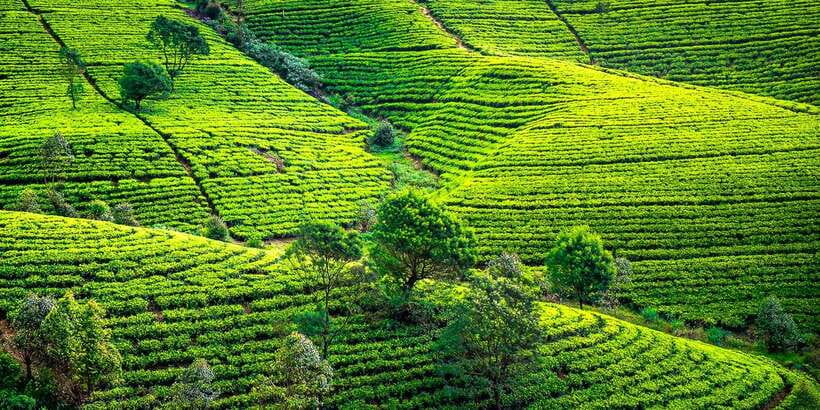 Kandy: Nuwara Eliya Day Trip - Ceylon tea, from two leaves and a bud to the cup