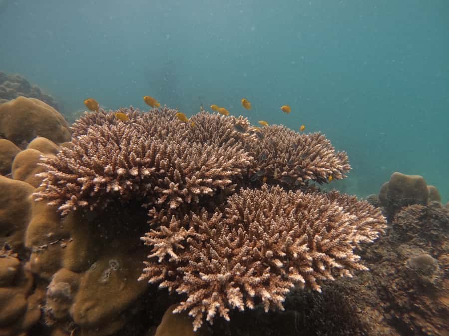 Khao Lak: Phi Phi & Bamboo Island Day Trip by Speedboat - Key points to know before booking