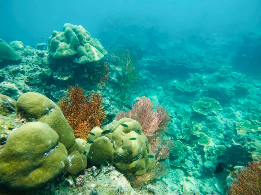 Khao Lak: Phi Phi & Bamboo Island Day Trip by Speedboat - Monkey Beach and Viking Cave