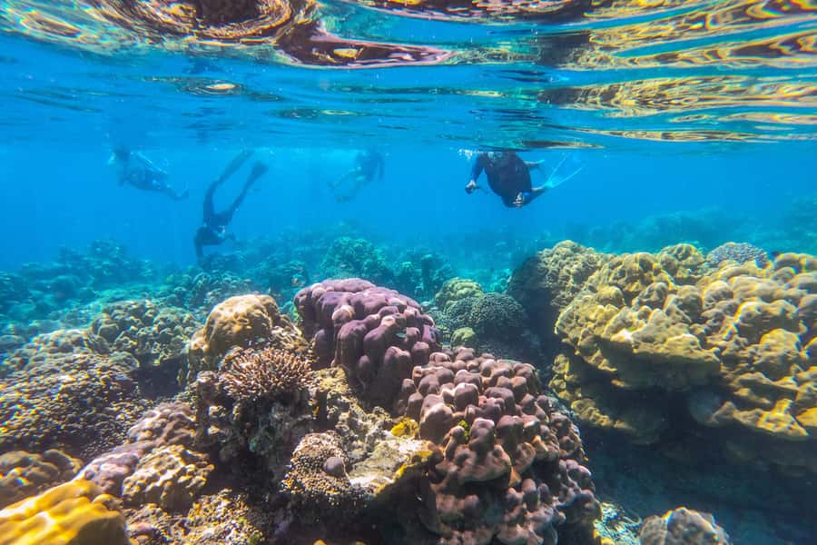 Khao Lak: Similan Islands Snorkeling Day Trip w/Meals - Key points to know before booking