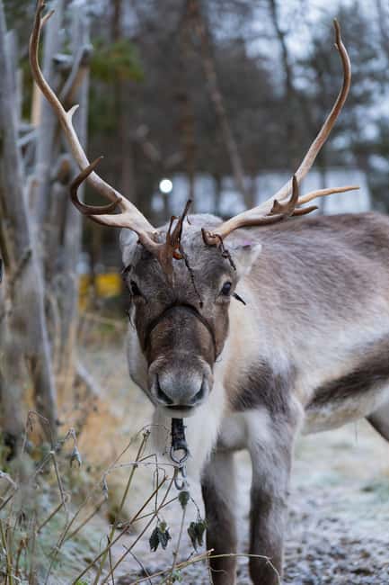 Kiruna: Icehotel and Sami Camp Day Trip - From Kiruna to old Jukkasjärvi