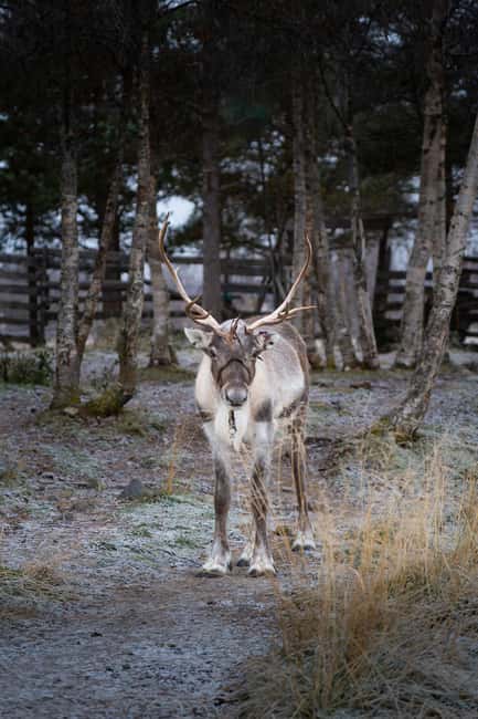 Kiruna: Icehotel and Sami Camp Day Trip - Why Jukkasjärvi matters to the Sámi story