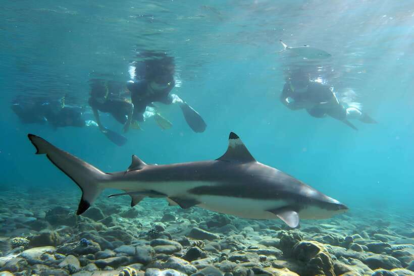Ko Phi Phi Don: Speedboat Day Trip with Shark Snorkeling - Shark snorkeling near Viking Cave
