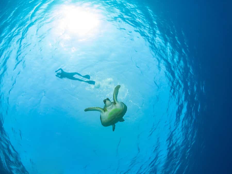 Ko Samui: Unique Ko Tao & Ko Nang Yuan Snorkeling Day Trip - Key points to know before booking