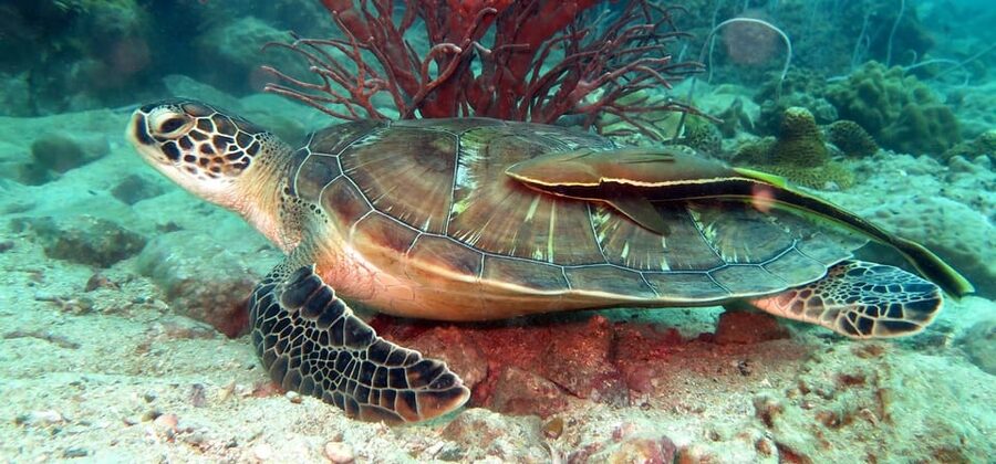 Koh Kood or Koh Rang: Snorkeling Day Trip with Buffet Lunch - Why this Koh Kood snorkeling trip is worth your day