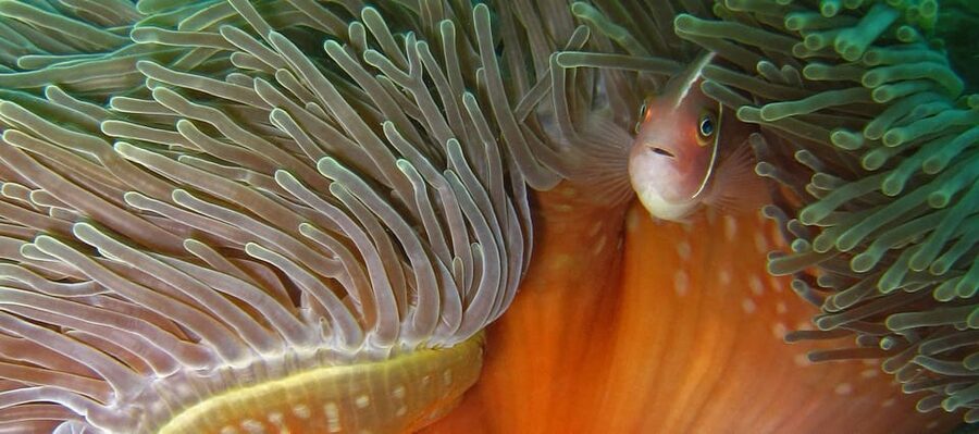 Koh Kood or Koh Rang: Snorkeling Day Trip with Buffet Lunch - Koh Kood or Koh Rang: which setting is better?