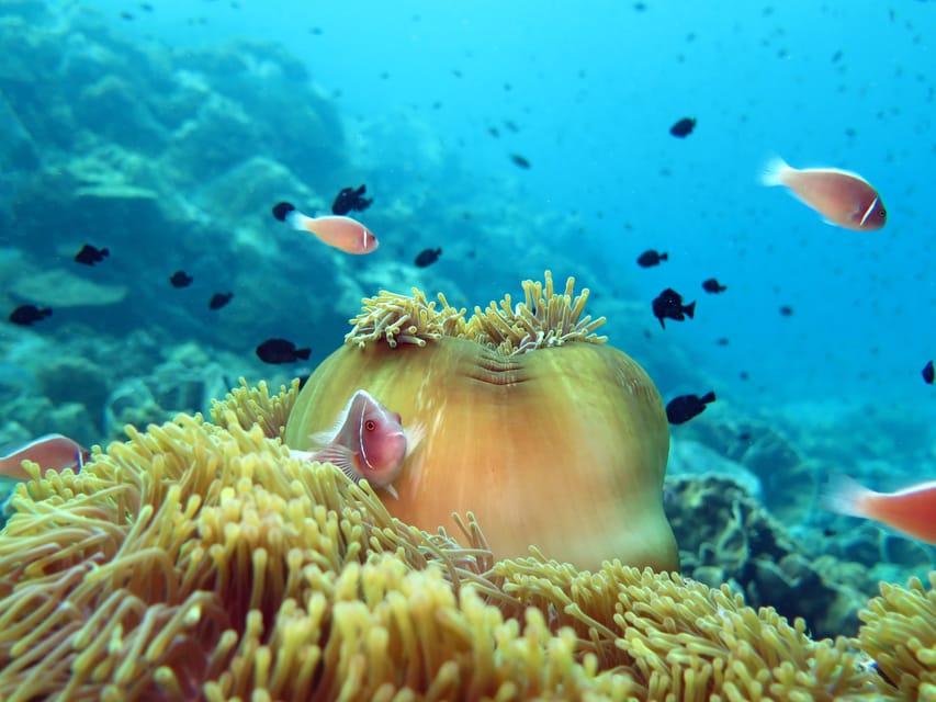Koh Kood or Koh Rang: Snorkeling Day Trip with Buffet Lunch - Should you book this snorkeling day?