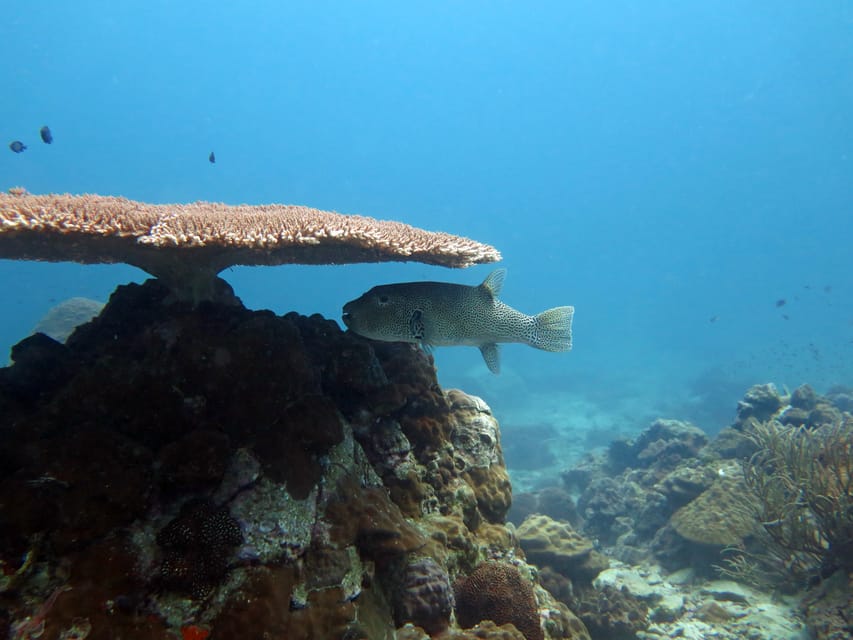 Koh Kood or Koh Rang: Snorkeling Day Trip with Buffet Lunch - From your hotel to Bang Bao Bay