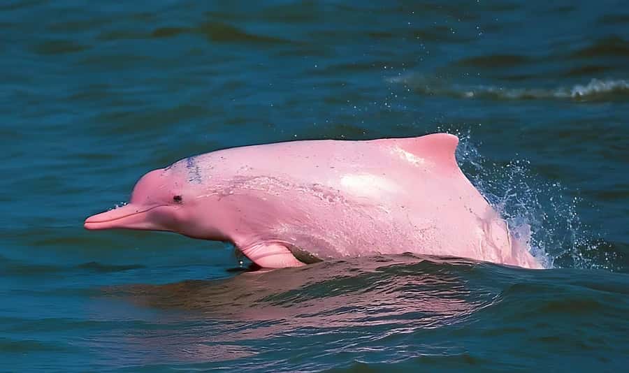 Koh Samui: Pink Dolphin, Pig Island, and Snorkeling Day Trip - Why this Koh Samui day trip works