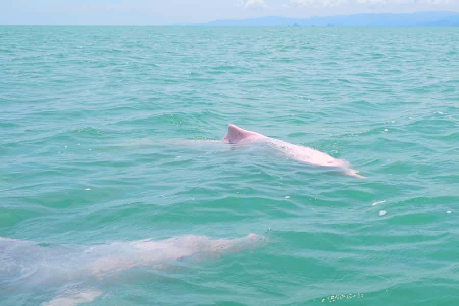 Koh Samui: Pink Dolphin, Pig Island, and Snorkeling Day Trip - Koh Madsum, the hour that wins people over