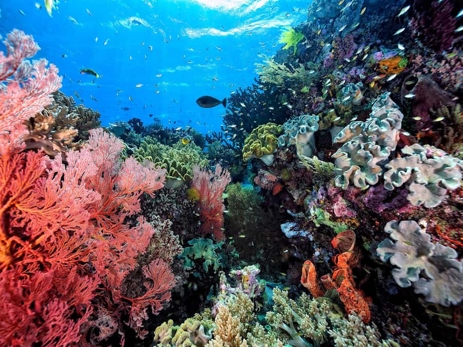 Koh Samui: Pink Dolphin, Pig Island, and Snorkeling Day Trip - What the $83 price really covers