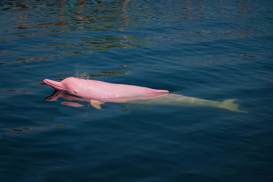 Koh Samui: Pink Dolphin, Pig Island, and Snorkeling Day Trip - Who should book this trip?