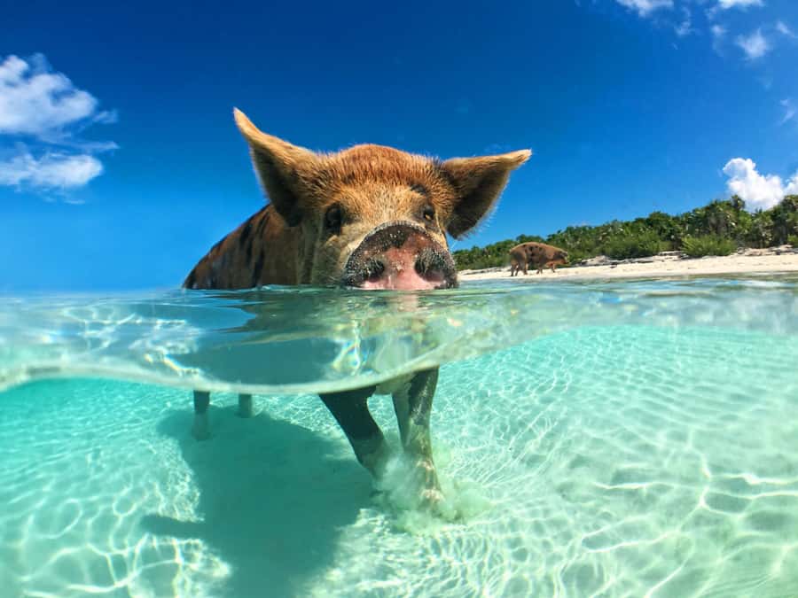 Koh Samui: Pink Dolphin, Pig Island, and Snorkeling Day Trip - From your Koh Samui hotel to the open Gulf
