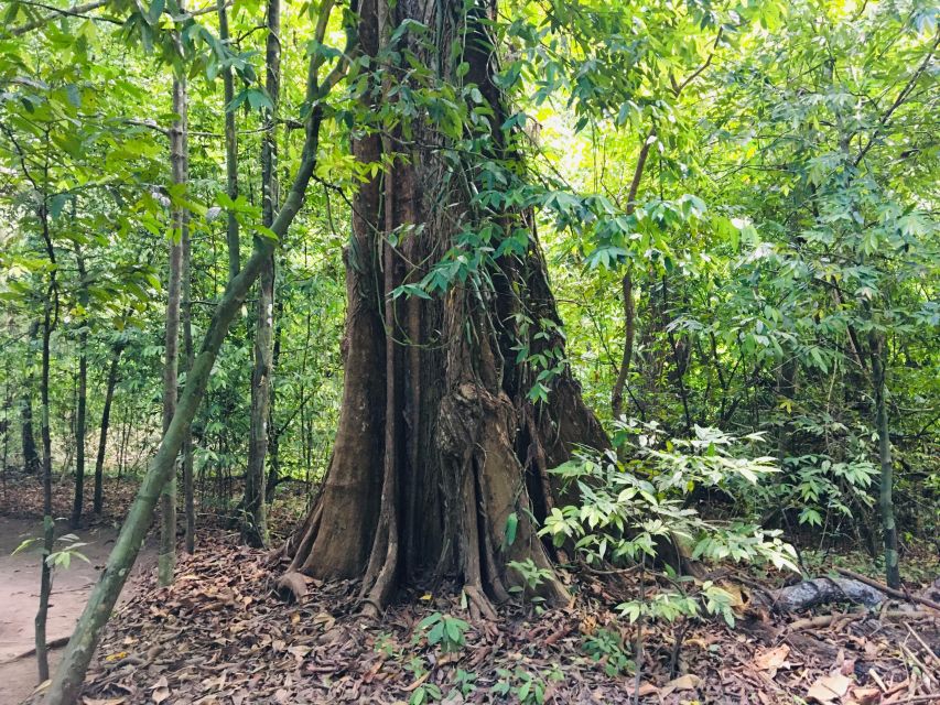 Krabi: Emerald Pool and Hot Springs Waterfall Half-Day Trip - Walking among old rainforest trees