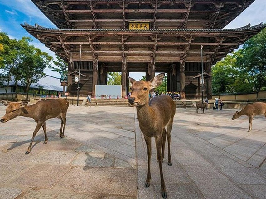 Kyoto/Osaka: Kyoto and Nara Sites & History Day Trip - Transport, timing, and the cost of seeing so much