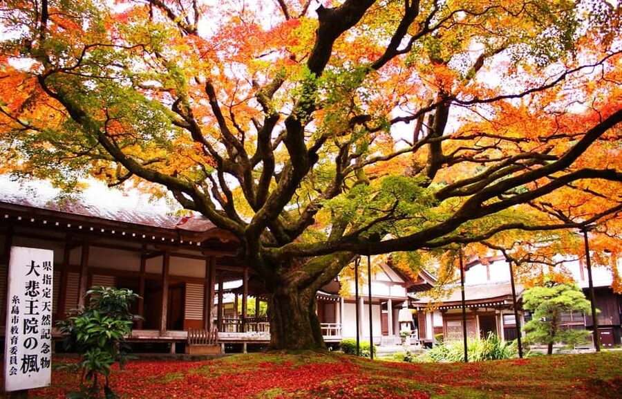 Kyushu Tour From Fukuoka: Itoshima Nature & Coastal Scenery - Coconut palms, swings, and the open sea