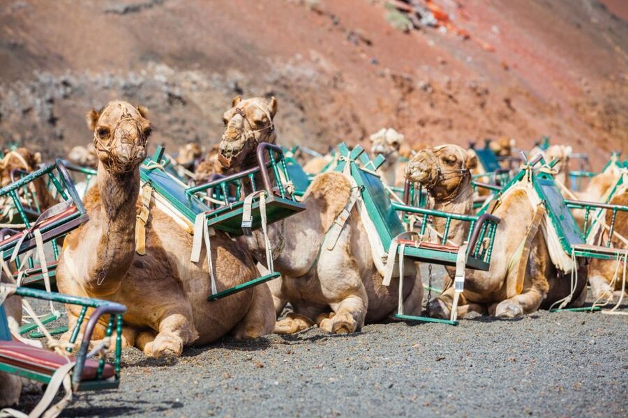 Lanzarote: Guided Day Trip to Timanfaya Park & Lago Verde - Key things to know before booking