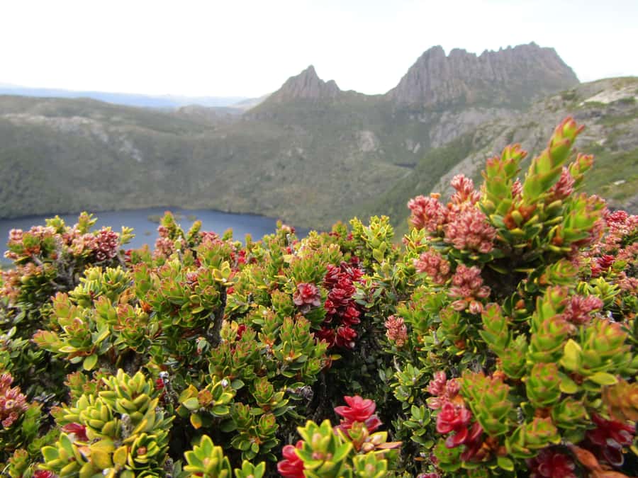 Launceston: Cradle Mountain Guided Active Day Trip - Pencil Pine Falls introduces the rainforest