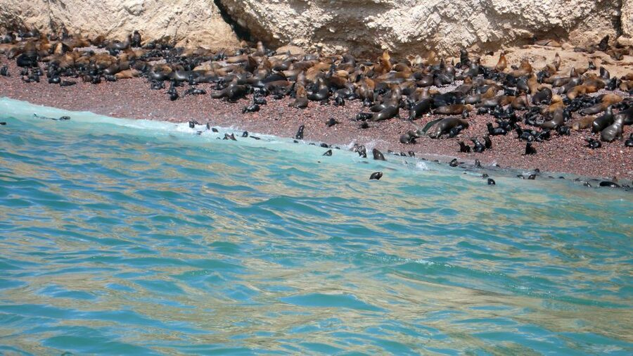 Lima: Ballestas & Huacachina Day Trip w/ Nazca Lines Flight - How to prepare for the longest day