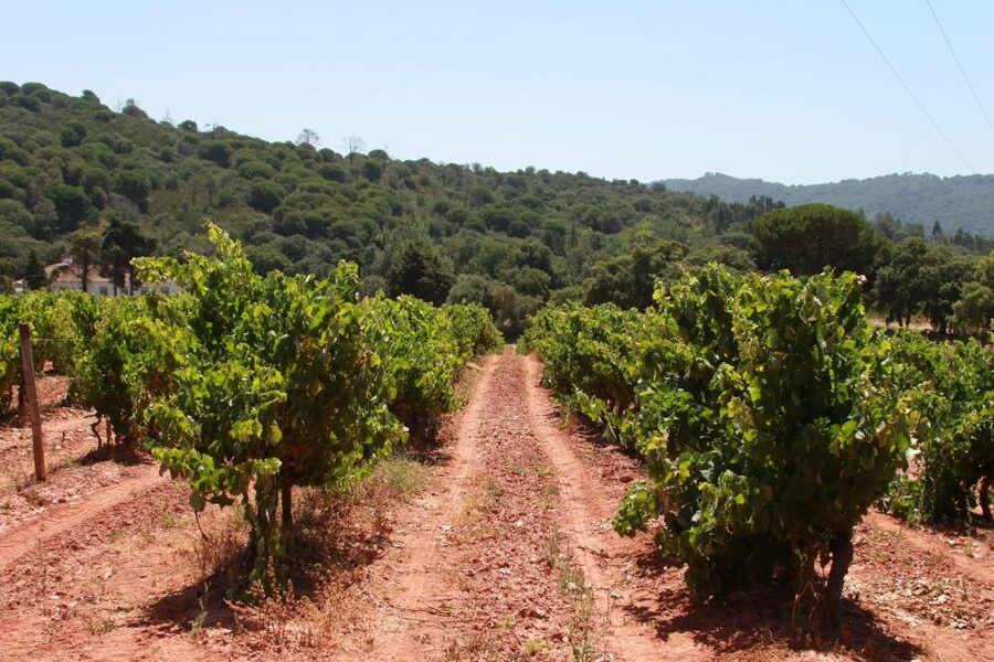 Lisbon: Arrábida and Sesimbra Day Trip with Wine - Arrábida Natural Park is the scenic heart of the route