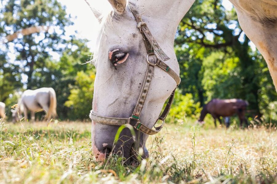 Ljubljana: Karst & Coast Full-Day Trip - Lipica and the white Lipizzaner horses