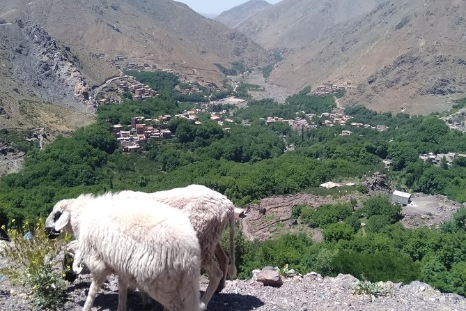 Luxury private day trip - Atlas Mountains, Agafay Desert & camels - From mountain valleys to the Agafay Desert