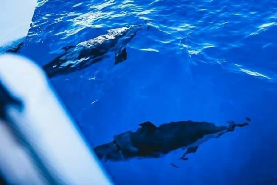 Maalaea: West Maui Snorkeling & Sailing Day Trip with Lunch - Breakfast with the West Maui coast ahead
