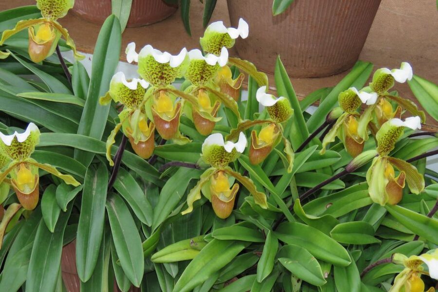 Madeira : Santo de Serra Local Farmers' Market half day trip - Who should book this half-day trip?