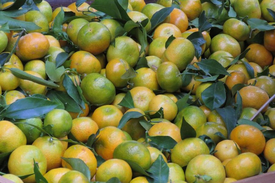 Madeira : Santo de Serra Local Farmers' Market half day trip - What you may buy, taste, and need to ask about