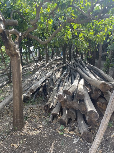 Maiori: Amalfi Coast Path of Lemons Day Trip with Tastings - The guides make the difference